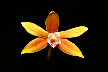 Phaius montanus. The Yellow Flowered Orchid from West Papua, Indonesia