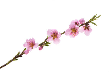 beautiful sakura flower isolated