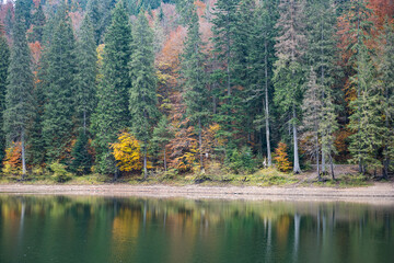 Fototapeta premium autumn landscape on Synevyr lake