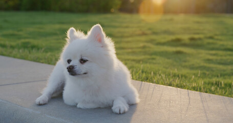 Pomeranian dog at park under sunset