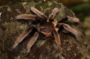BIRD-EATING SPIDER (Selenocosmia sp). A venomous tarantula from West Papua, Indonesia