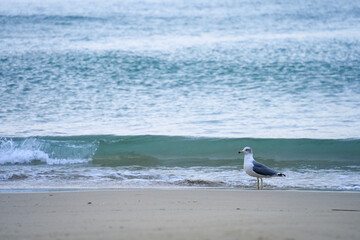 seagull on the beach