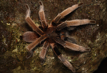 BIRD-EATING SPIDER (Selenocosmia sp). A venomous tarantula from West Papua, Indonesia. Showing dorsal view