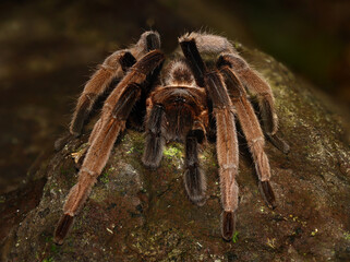 BIRD-EATING SPIDER (Selenocosmia sp). A venomous tarantula from West Papua, Indonesia. Showing the front view 