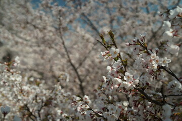 벚꽃, 나무, 꽃, 풍경, 하늘 