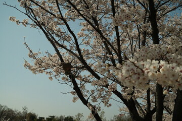 벚꽃, 나무, 꽃, 풍경, 하늘 