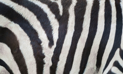 Fototapeta na wymiar zebra skin, zebra fure