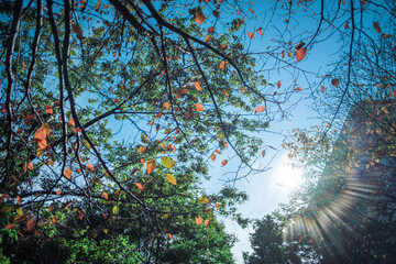 紅葉しかけの木と光