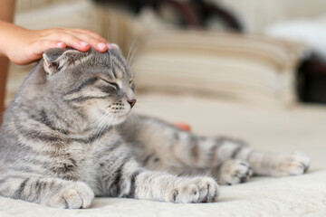 Gray cat with a child's hand at home on the couch. World pet day.