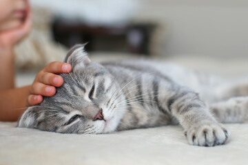 Gray cat with a child's hand at home on the couch. World pet day.