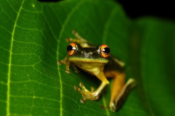 Small Green Tree Frog (Litoria sp.) from West Papua, Indonesia