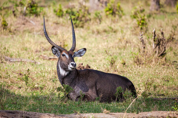 Defassa Waterbuck looks back across the Masai Mara, Kenya
