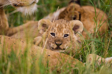 Lions cubs playing under the protection of their mother in the Masai Mara in Kenya