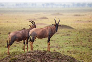 Topi antelope standing on a mound in the Masai Mara in Kenya