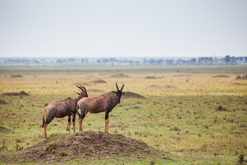 Topi antelope standing on a mound in the Masai Mara in Kenya