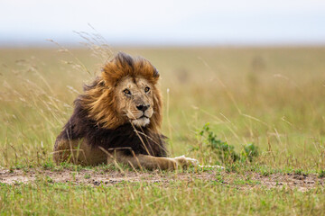 Naklejka na ściany i meble Portrait of a male lion resting on the grass of the Masai Mara in Kenya