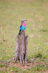Lilac-breasted roller sits on a stump in the Masai Mara, Kenya