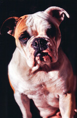 Obraz premium Mascia il Bulldog