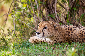Cheetah lying in the shade on a hot afternoon in Kenya's Masai Mara
