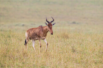 Red hartebeest walks across the brown grass of the Masai Mara, Kenya