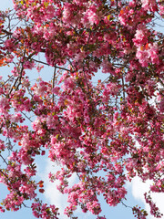Pommier d'ornement - Malus 'Liset'. Arbuste à fleurs en bouquets de rose vif à rouge-pourpré dans un feuillage lobé, brillant, vert bronze en été 