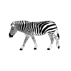 graphics image animal zebra vector illustration isolated white background