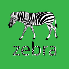 graphics image animal zebra with text ZEBRA vector illustration isolated green background