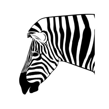 graphics image drawing animal head of zebra vector illustration isolated white background