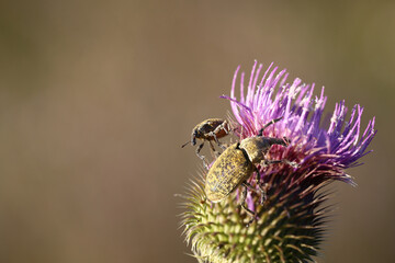 Beetles like hippos on a thistle flower .