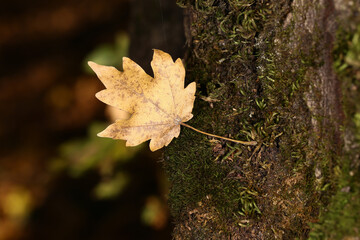A fallen brown leaf caught on a tree trunk ...
