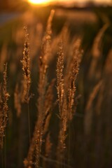 Fototapeta premium sunset in the field