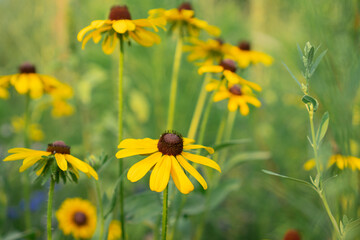 Black-eyed Susans flowers growing in a field. Rudbeckia hirta flower.