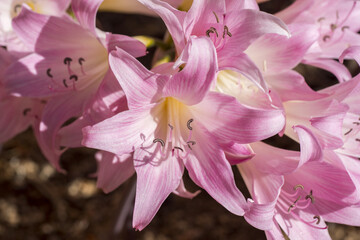 Amaryllis belladonna, giglio © Fabio Presutti