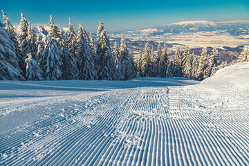 Ski route and snowy pine forest in the Carpathians, Romania