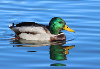 mallard