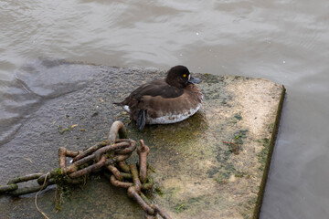 A duck sits on a concrete structure with chains on a lake in cloudy weather. Horizontal frame.