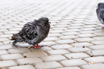 A disheveled wet pigeon in inclement weather against the background of paving slabs. Horizontal frame,