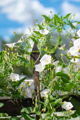 Blooming bindweed on the elements of an old metal fence against a blue sky with clouds.