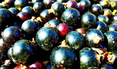 Currant berries. Berry harvest, lots of berries, close-up