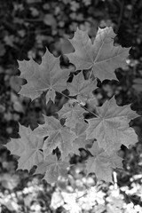 Maple leaves of a young tree on the background of the soil. Top view. Vertical frame.