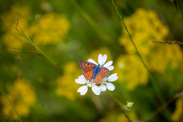 a butterfly with a fire red on its wings, Lycaena alciphron