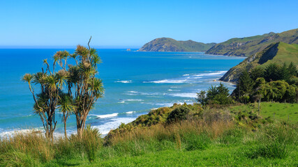 Panoramic view of the coastline near Waihau Beach in the East Cape region of New Zealand. In the foreground is a native cabbage tree
