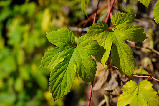 hop leaves. Humulus. green leaves of a climbing plant. natural autumn background, leaves close up. light, bright hop leaves. space for text. macro photo