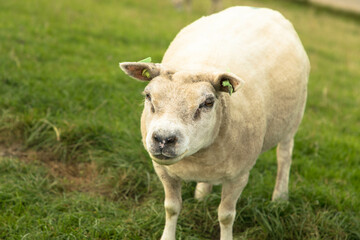 Portrait of a white sheep standing on top of a dike in Friesland, Netherlands
