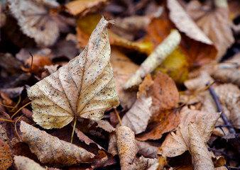 Dry leaves on the ground in a beautiful autumn forest. autumn background, fallen leaves in a forest or park. Grove. walk in the fresh air. selective soft focus. autumn colors, beautiful season