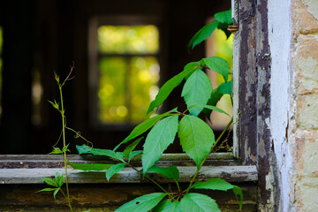 old windows and green leaves of a plant. vine weaves on an old window frame, an abandoned house. overgrown window. an empty building, an abandoned house. close-up