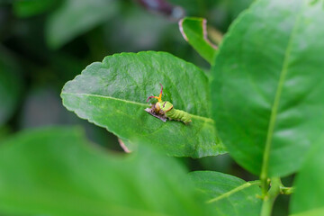 The closeup of fat green caterpillar is climbing on the green lemon leaf. It’s eating some food on green leaf in natural theme. It becomes a pupa before will be grow to the butterfly next.