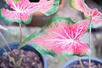 Close-up of red and green caladium plants. Thai Caladium bicolor air purifier plants.