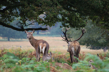 Naklejka na ściany i meble Stag and female deer or doe standing still during rutting season