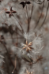 Dry flowers background. White fluffy seeds close-up. Stylish Floral poster. Soft focus